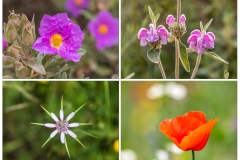 El Gastor walk, Andalucia wild flowers