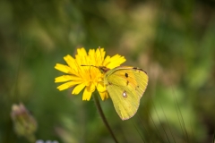 El Gastor walk, Andalucia butterfly