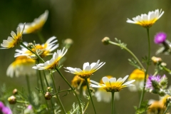 El Gastor walk, Andalucia wild flowers
