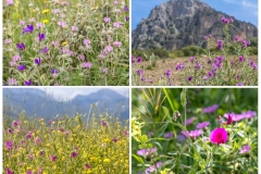 El Gastor walk, Andalucia wild flowers
