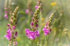 El Gastor walk, Andalucia wild flowers
