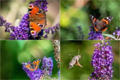 Butterflies Lake District