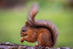 Baby red squirrel Lake District