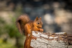Baby red squirrel Lake District