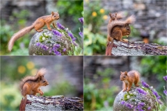 Lake District red squirrel