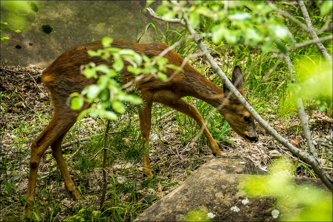 Faja Racon walk, Ordesa Valley, red deer Faja Racon walk, Ordesa Valley, red deer