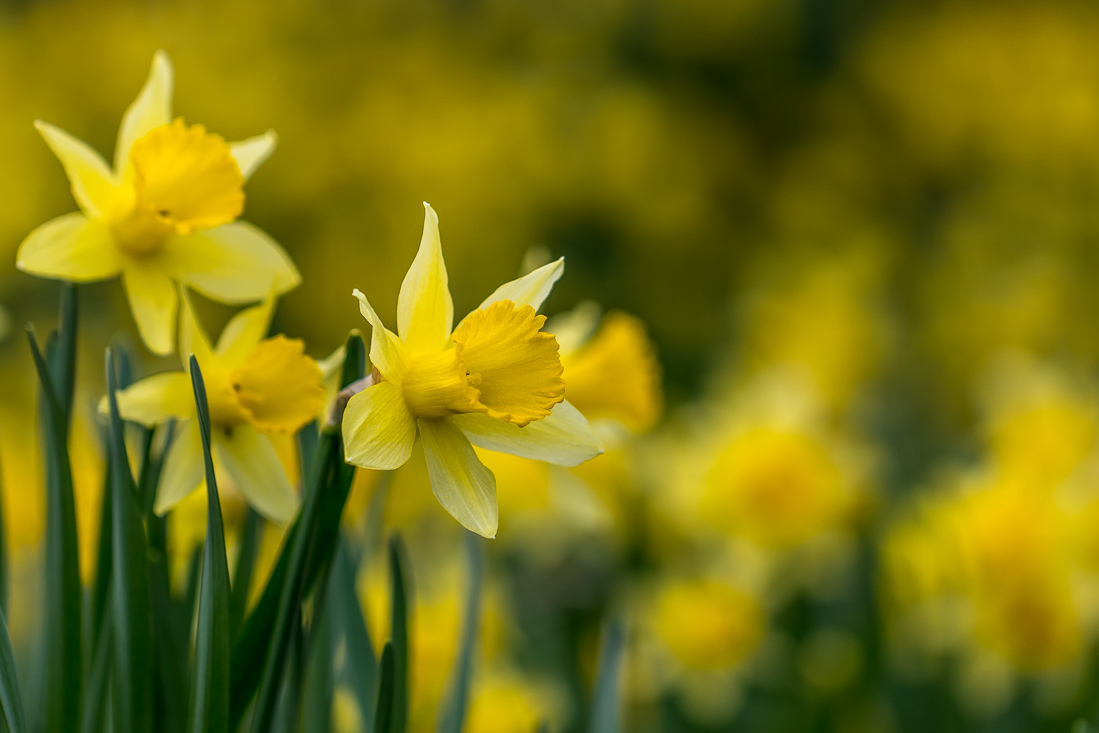 Farndale walk, Farndale daffodils
