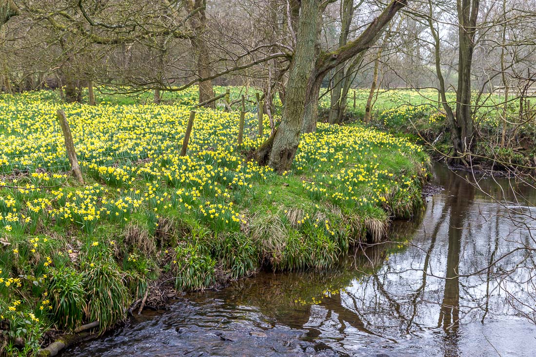 Farndale walk, Farndale daffodils