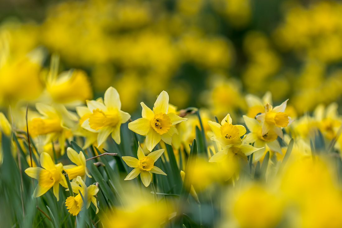 Farndale walk, daffodils