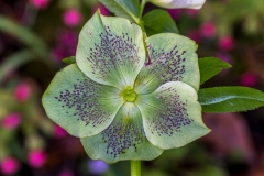 Hellebore