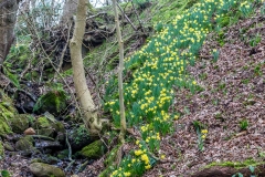 Farndale walk, Farndale daffodils