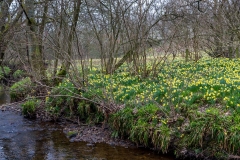 Farndale walk, Farndale daffodils