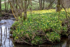 Farndale walk, Farndale daffodils