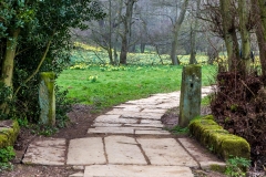 Farndale walk, Farndale daffodils
