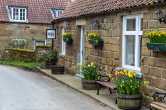 Farndale walk, Farndale daffodils, Church Houses