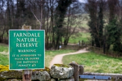 Farndale walk, Farndale daffodils