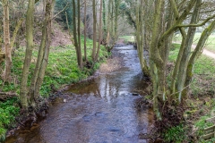 Farndale walk, Farndale daffodils, River Dove