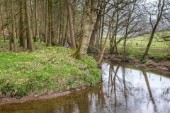 Farndale walk, Farndale daffodils