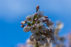 Cherry blossom
