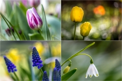 spring flowers