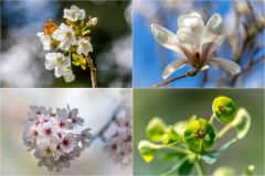 spring flowers