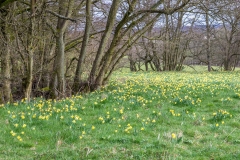 Farndale daffodils
