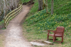 Farndale daffodils