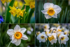 daffodils