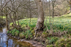 Farndale daffodils