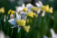 daffodils