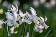 daffodlis