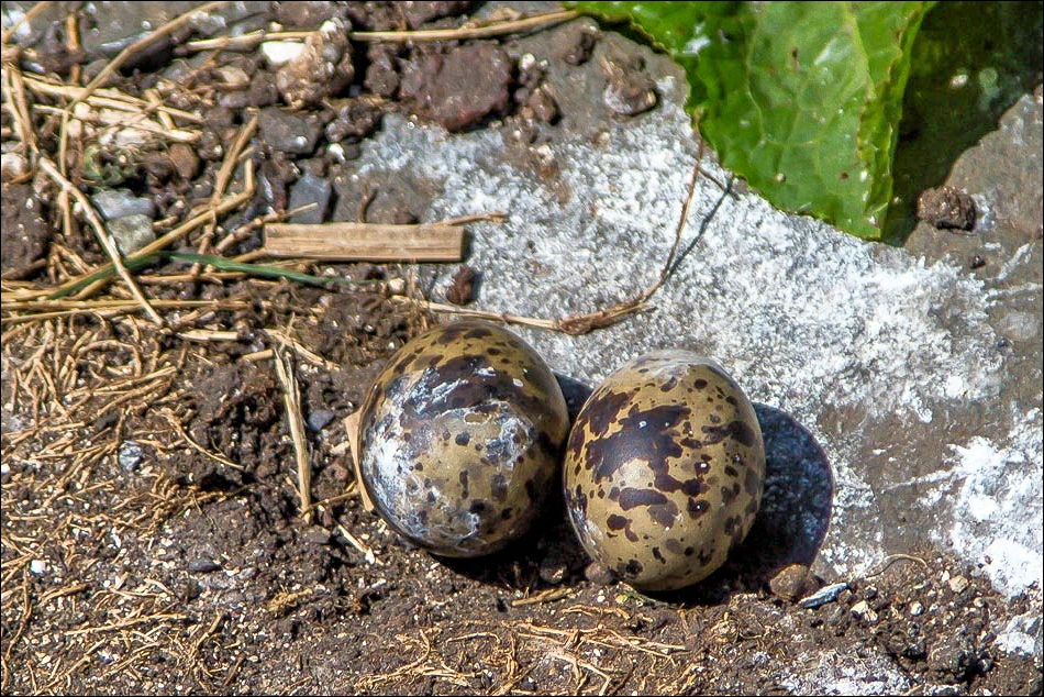 Inner Farne, arctic tern eggs