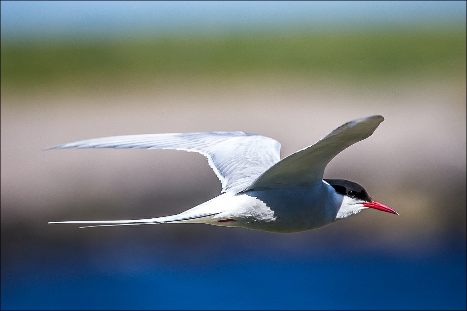 Arctic tern, Farne Islands