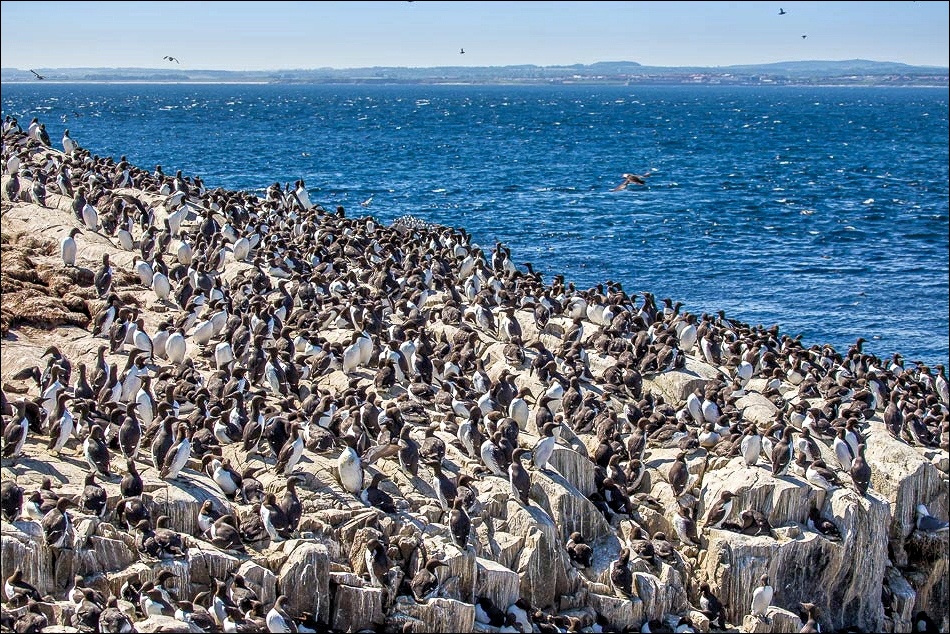Farne Islands - Seahouses - Serenity boat trip - Northumberland coast