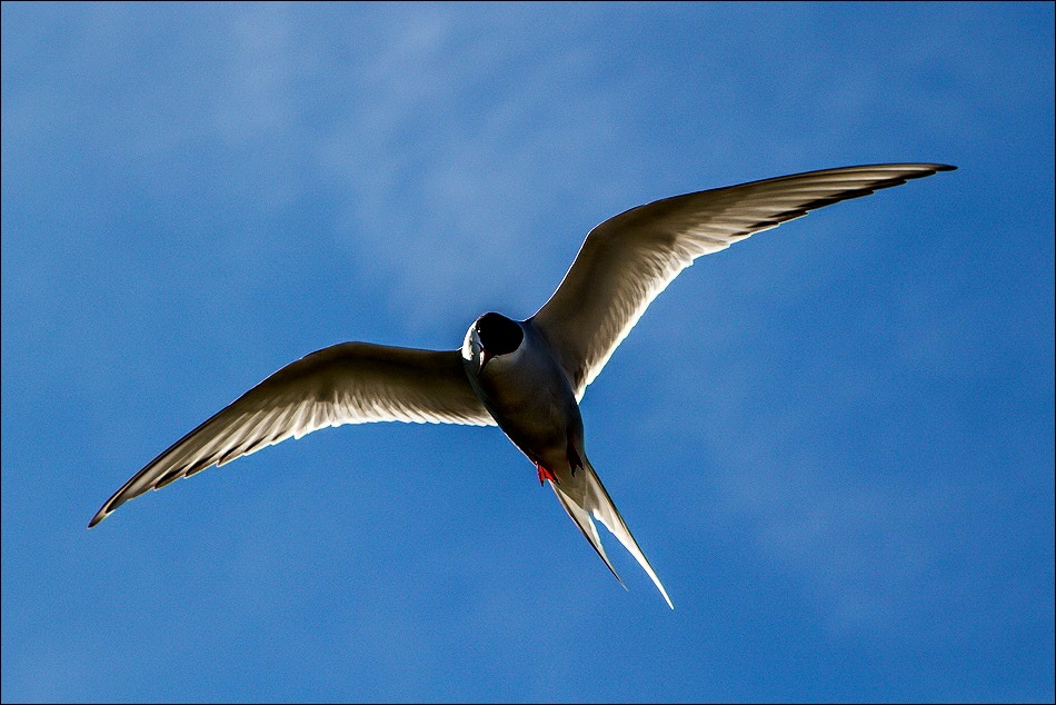 Arctic tern, Farne Islands