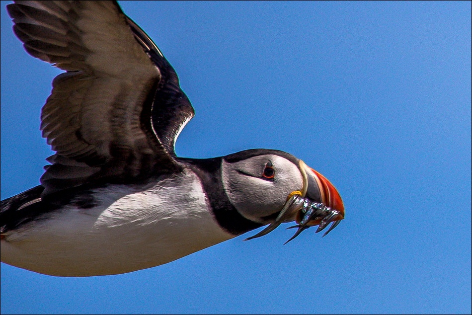 Puffin with sand eels, Farne Islands