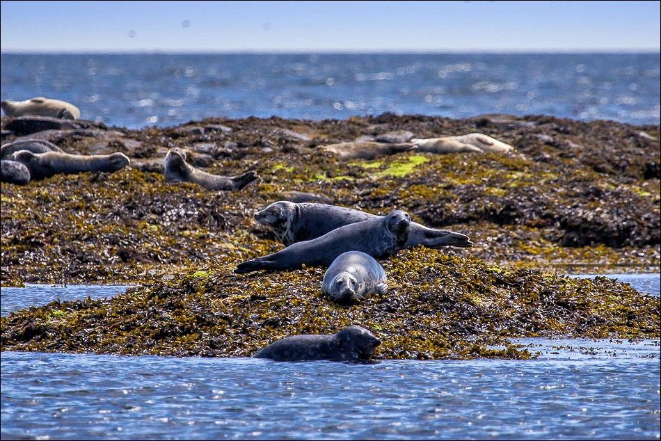 Grey seals, Farne Islands