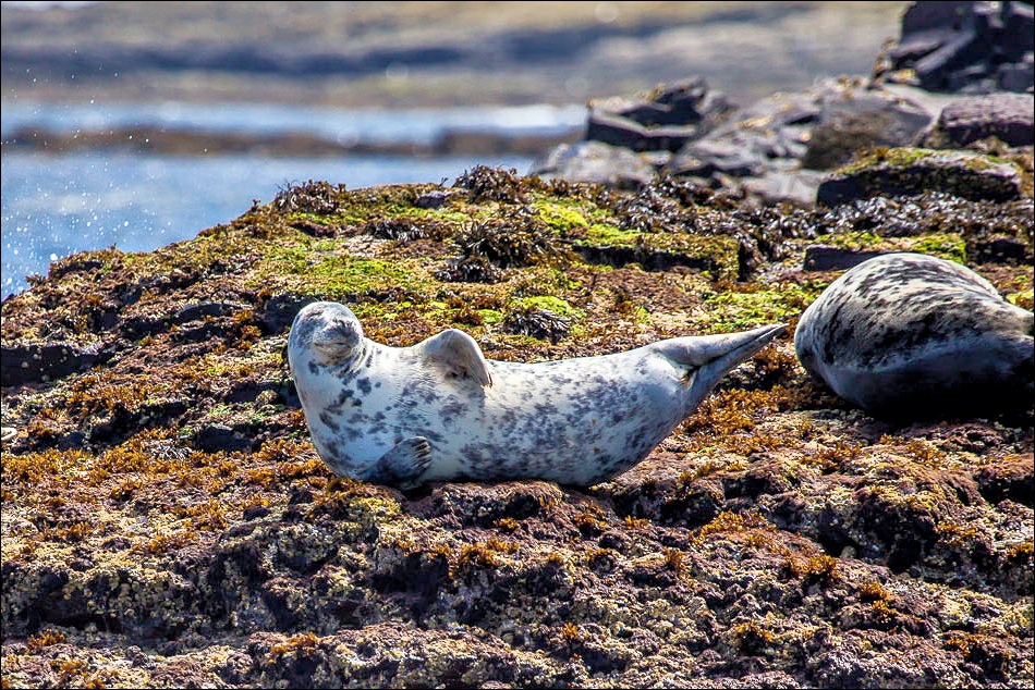 Grey seals, Farne Islands