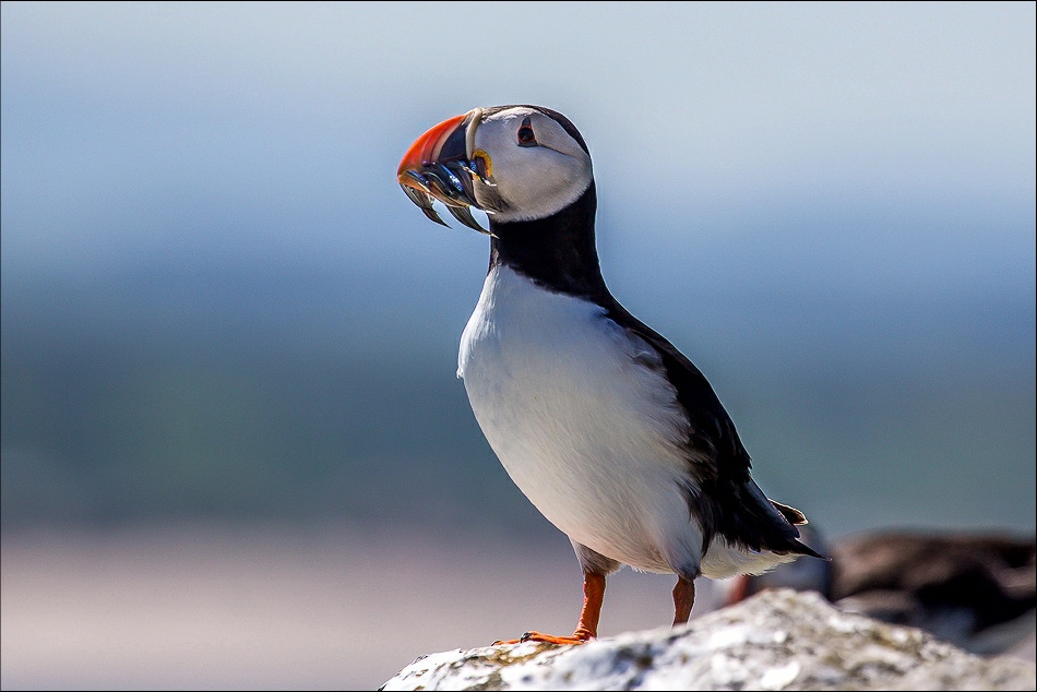 Puffin with sand eels. Farne Islands