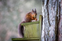 Red squirrel Lake District