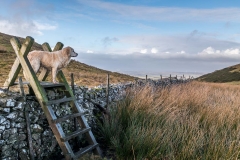 Fellbarrow walk