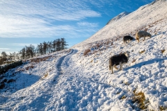 Low Fell