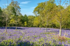 Flakebridge Wood bluebells