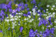 Flakebridge Wood bluebells