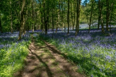 Flakebridge Wood bluebells