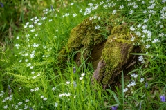 Dufton Ghyll Wood wildflowers