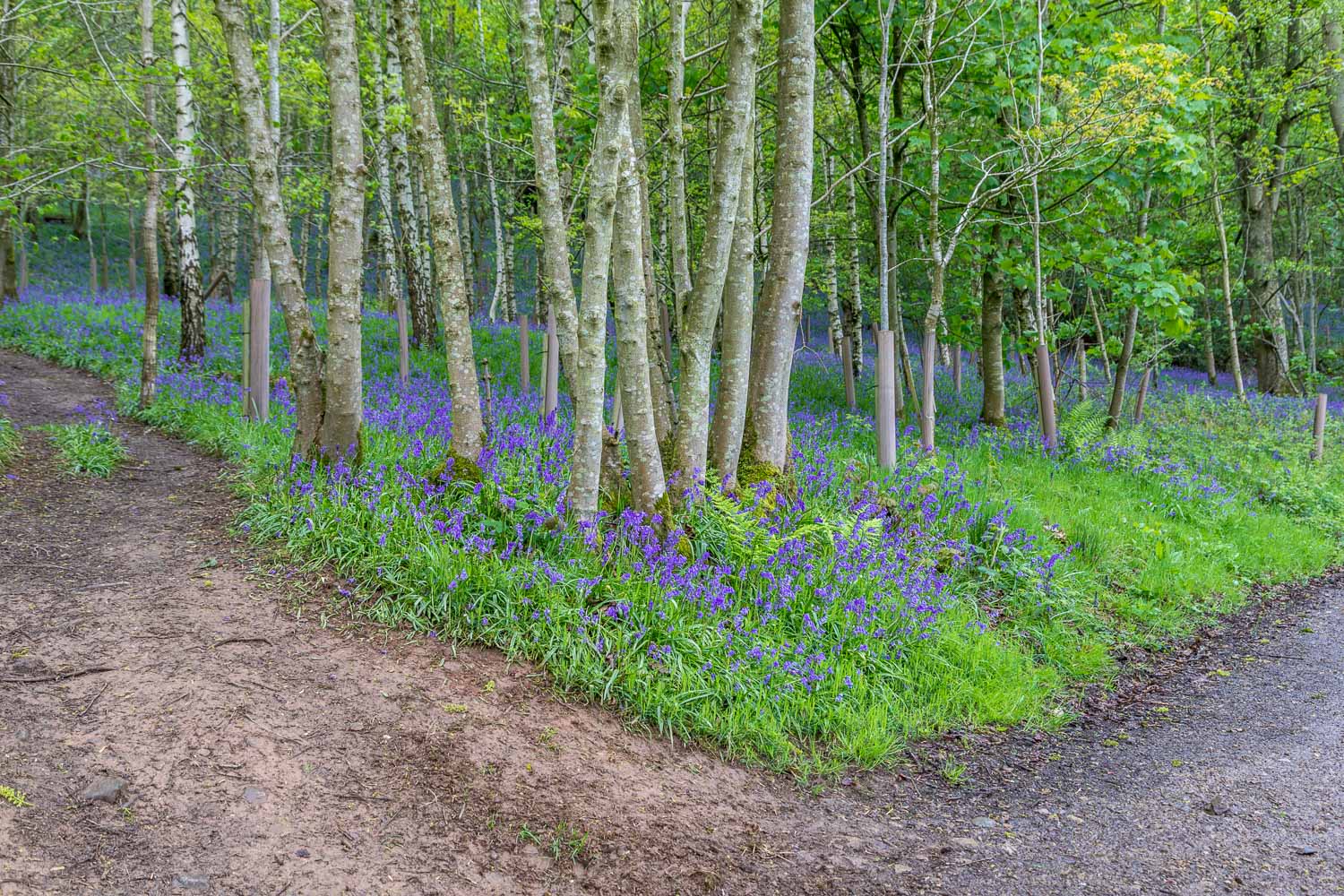 Flakebridge Wood bluebells