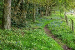 Flakebridge Wood walk