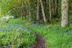 Flakebridge Wood walk