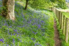 Flakebridge Wood bluebells